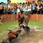 Đá Gà - Chọi Gà